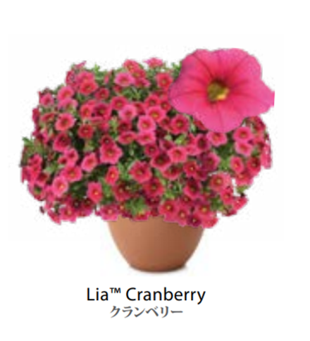 ЕВРО Calibrachoa Lia Cranberry укорененный черенок ноябрь
