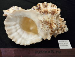 Бурса Бубо 180-260мм