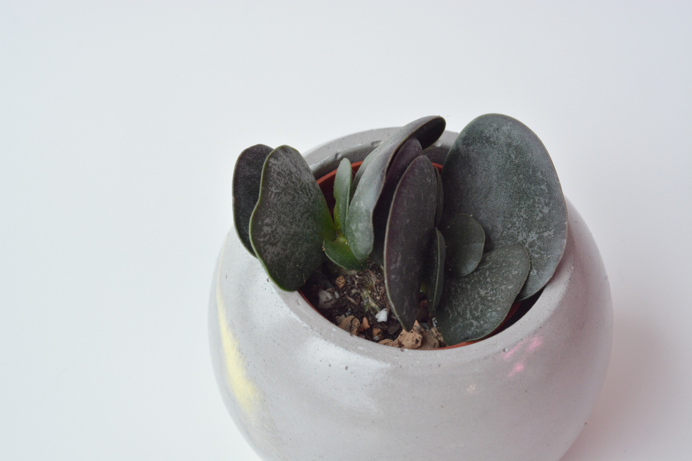 Адромискус Макулатус / Adromischus Мaculatus