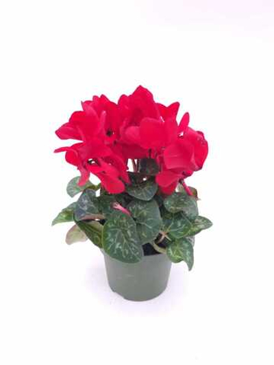 Цикламен персидский d 13