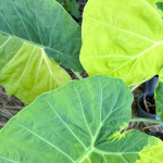 Колоказия YELLOW ANDAMAN