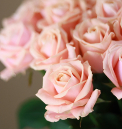 Букет из 25 нежно-розовых роз купить в Москве