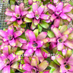 Неорегелия PASSION HYB PURPLE