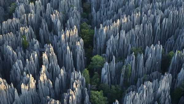 Чудеса природы мира. Лес, по которому нельзя ходить.