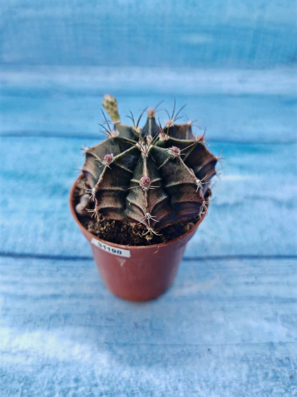 Gymnocalycium Friedrichii (Гимнокалициум)