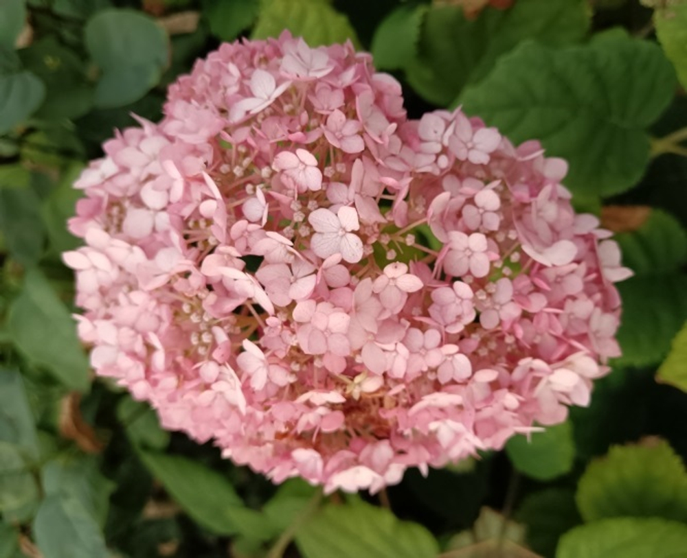 Гортензия древовидная Свит Аннабель С3 фирменный Закупка М38