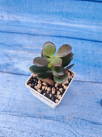 Crassula Ovata Minor (Крассула)