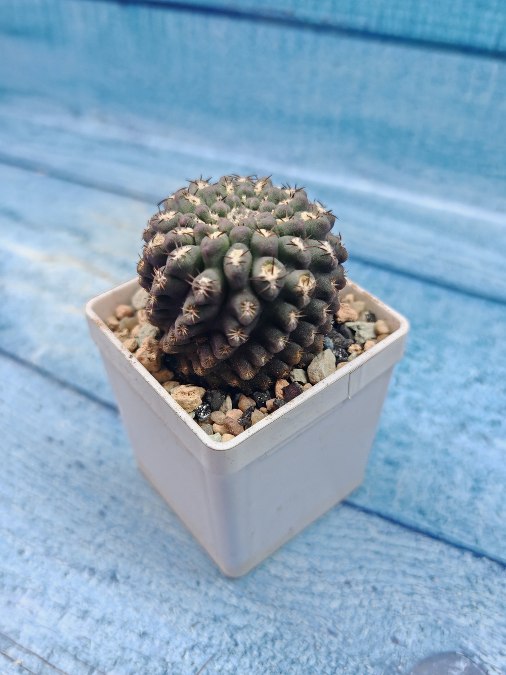 Neoporteria Napina (Неопортерия)