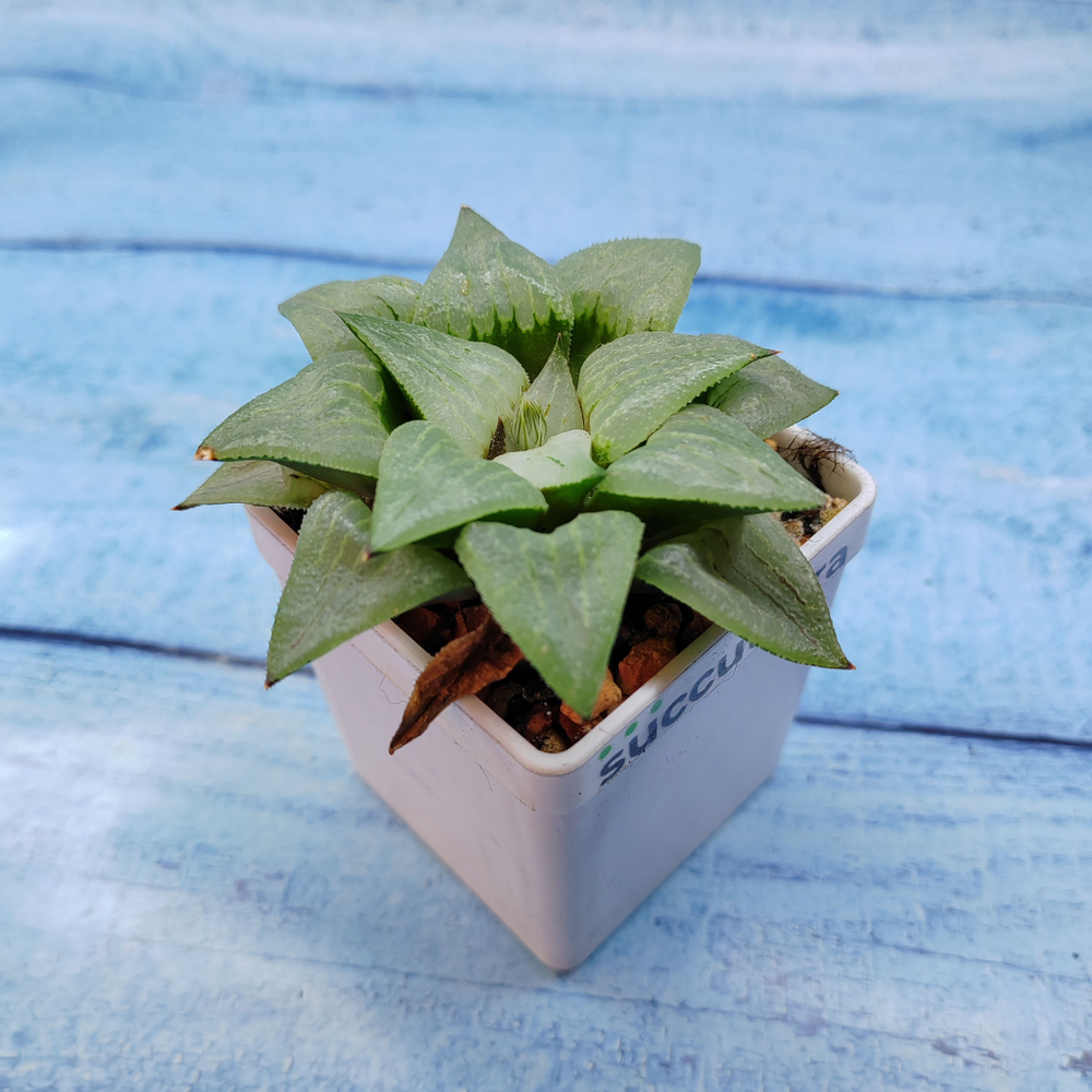 Haworthia Comptoniana Hybride hybrid (Хавортия)