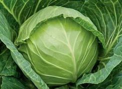 МИРРОР F1 семена капусты белокочанной (Syngenta | Alexagro)