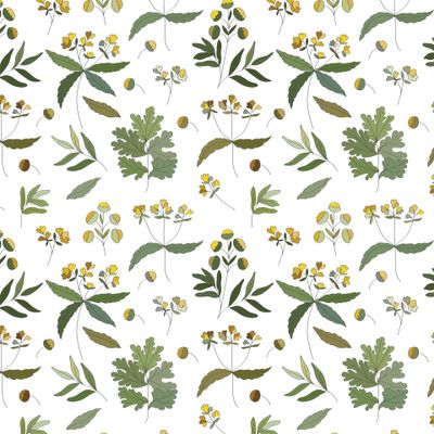 Лекарственные травы. Ботанические элементы пижмы: цветы, листья, веточки.