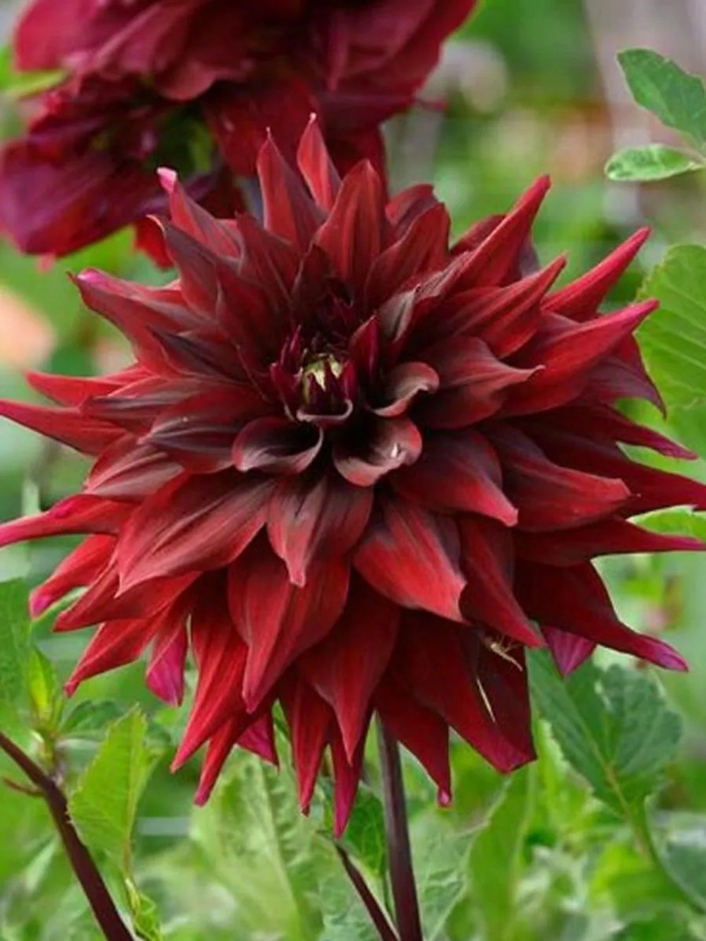 Георгин декоративный Бриджитт Алида