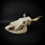 Череп быка с нижней челюстью