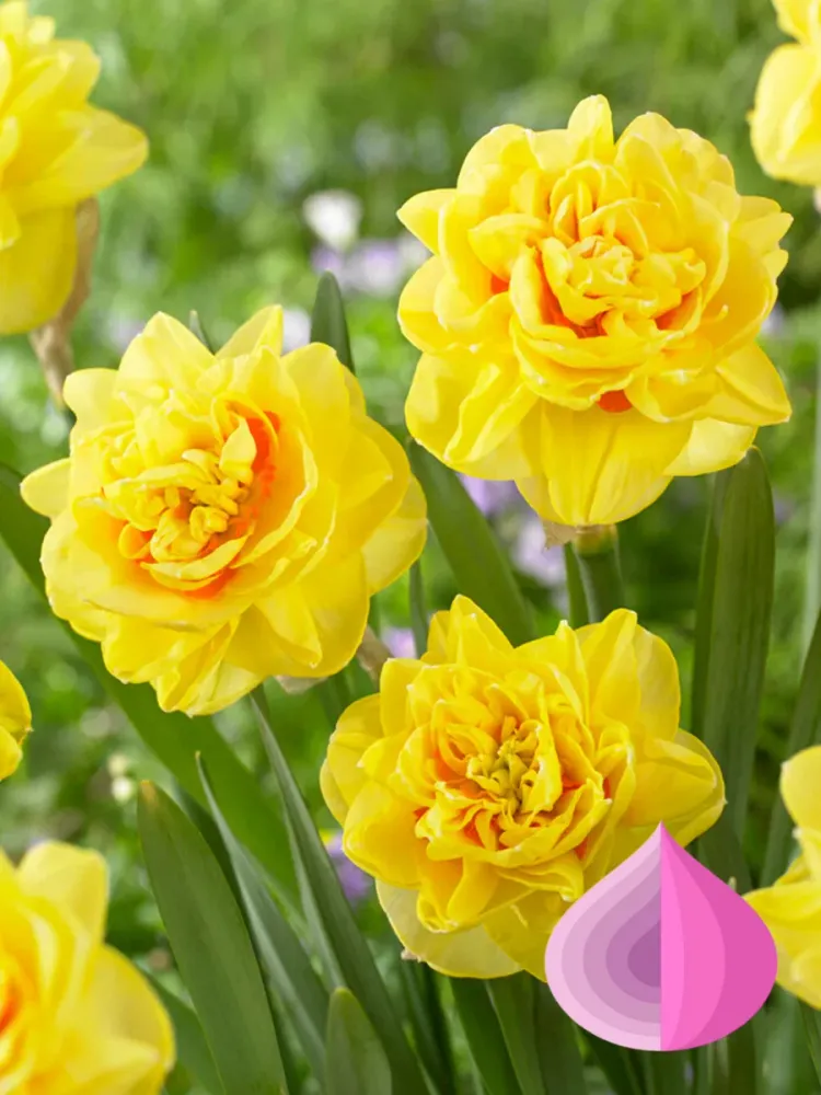 Нарцисс Инглиш Стайл Закупка М79 сентябрь 2026