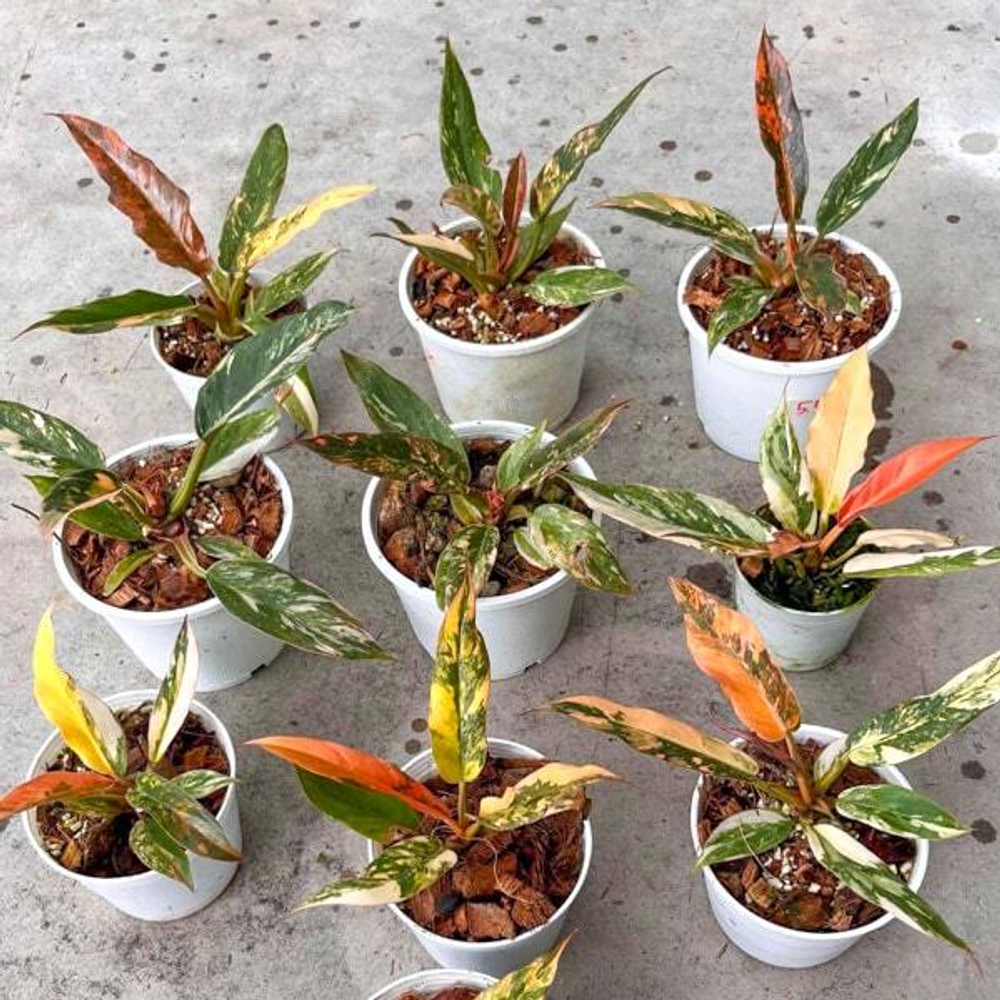 Филодендрон CARAMEN FIRE TIGER mini