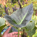 Колоказия RONGKLA