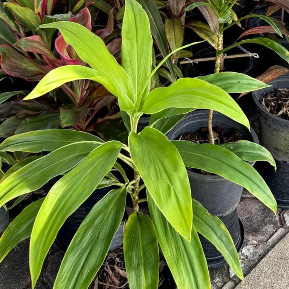 Кордилина MOONLIGHT MUT