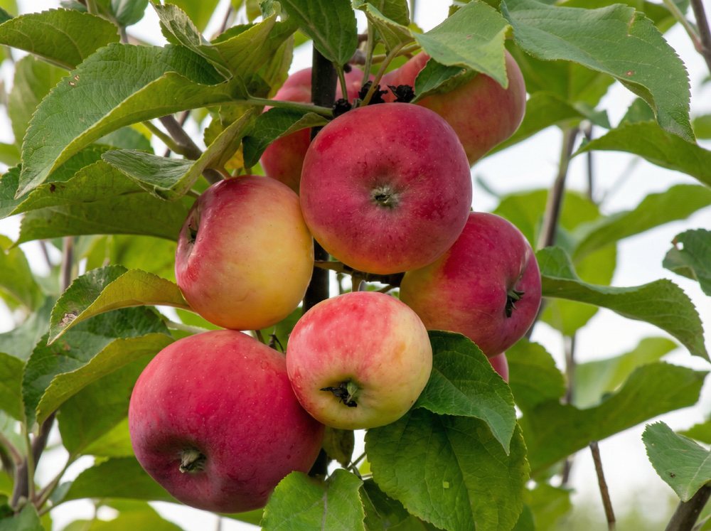 Саженец яблони «Серебряное Копытце» (Летняя, Десертная)