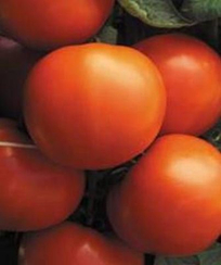 Экватор F1 семена томата детерминантного (Seminis / Семинис)