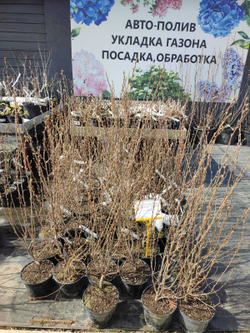 Кизильник блестящий с 5 , 60-80 см - отличный вариант для живой изгороди