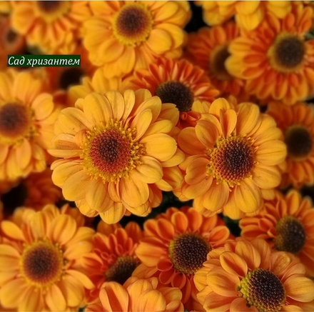 Хризантема кустовая Blink Elisa Orange 🌼 к.6 (временно нет в наличии)