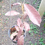 Хойя GUNUNG GADING