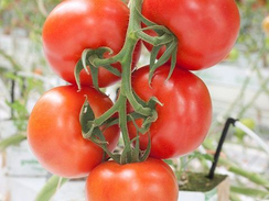 Дирк F1 семена томата индетерминантного (Enza Zaden / Энза Заден)