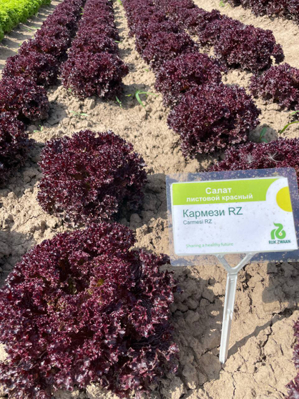 КАРМЕЗИ семена салата Rijk Zwaan характеристика – фото 14