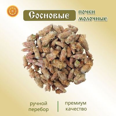 Сосновая почка