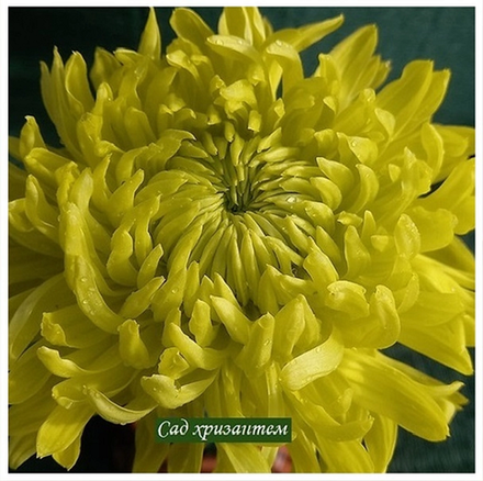 Jade, хризантема одноголовая ☘🌻 о.30  (отгрузка  Сентябрь)