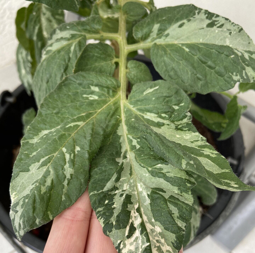 Гном оранжевый черри(Вариегата) / Dwarf Orange Cherry (Variegated)