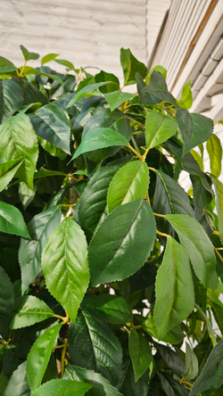 Искусственная Яблоня 240см в техническом кашпо