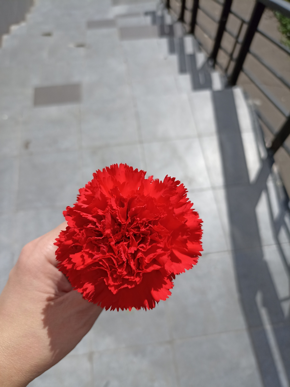 Гвоздика красная