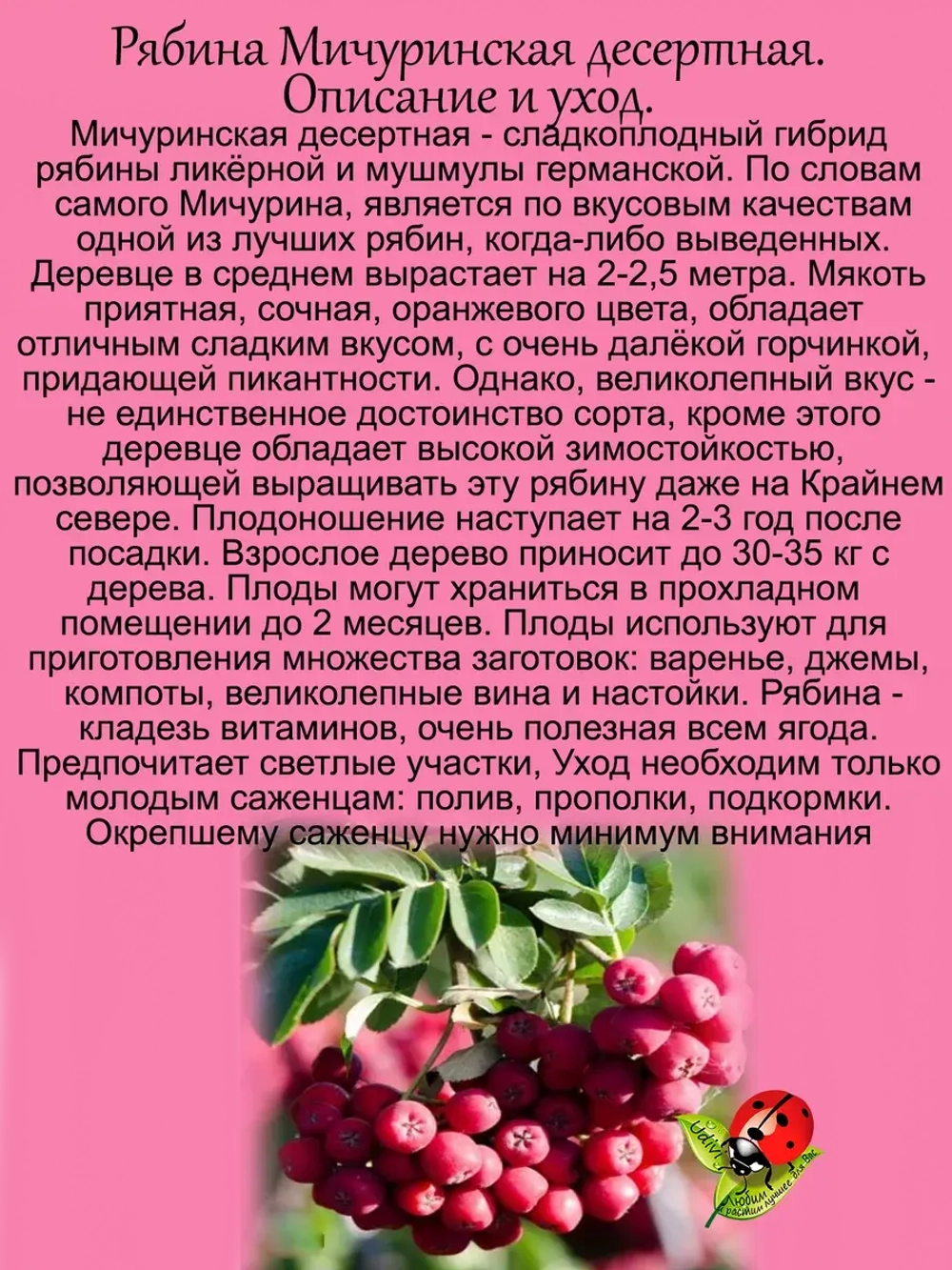 Рябина Мичуринская Десертная