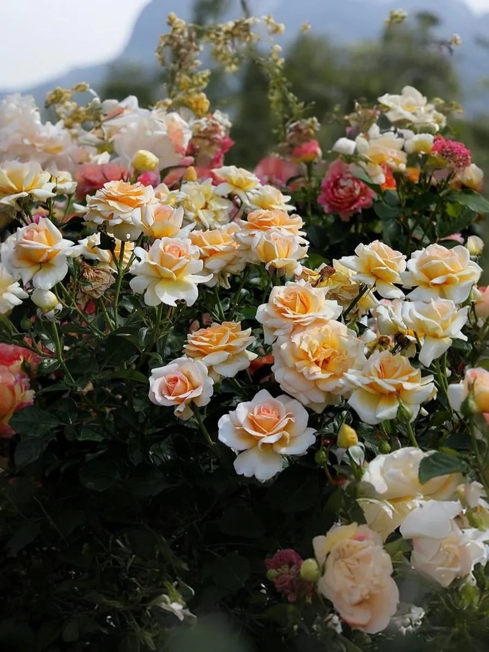 Роза флорибунда Кокард