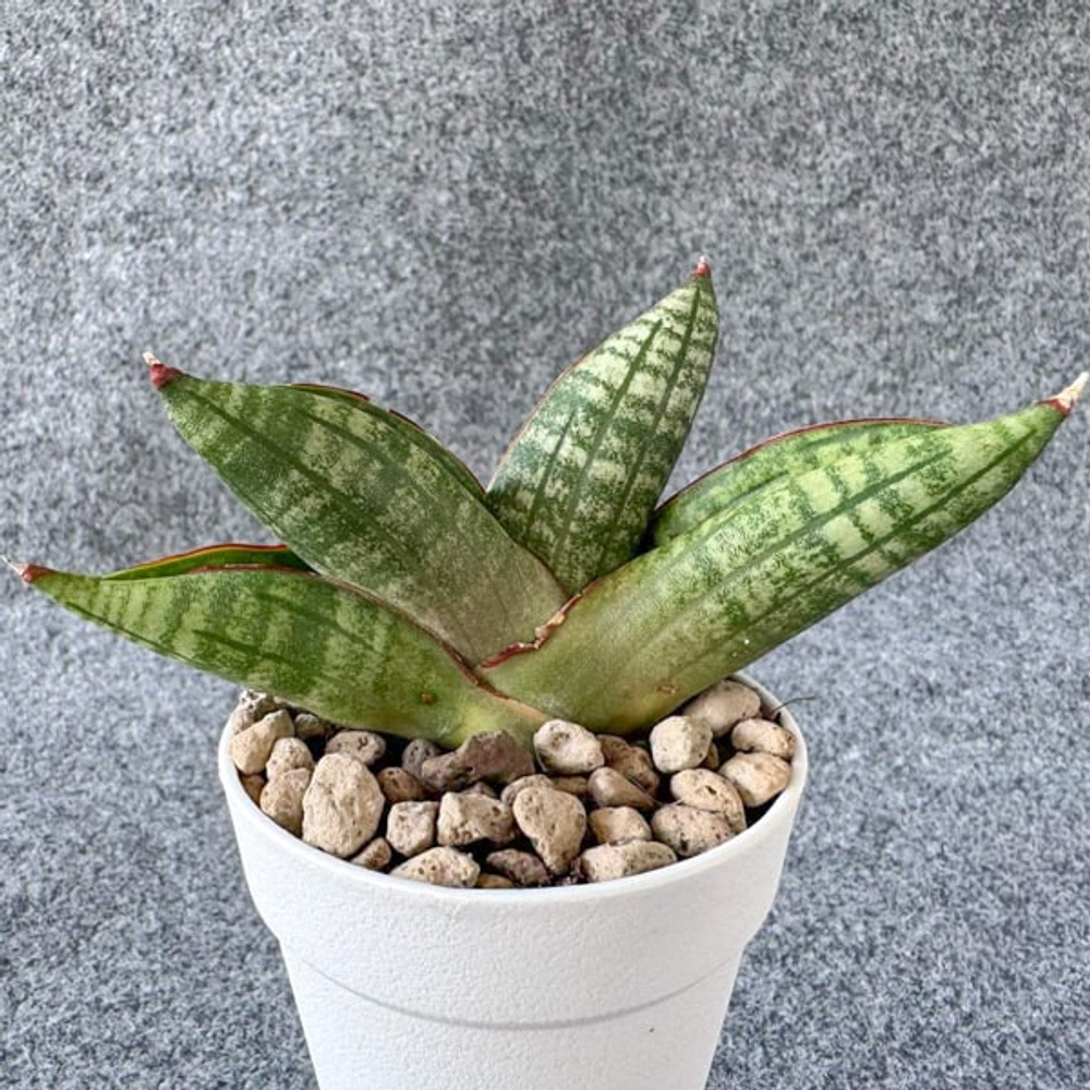 Сансевиерия BLACK RHINO