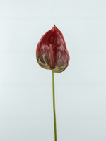 Антуриум Биг