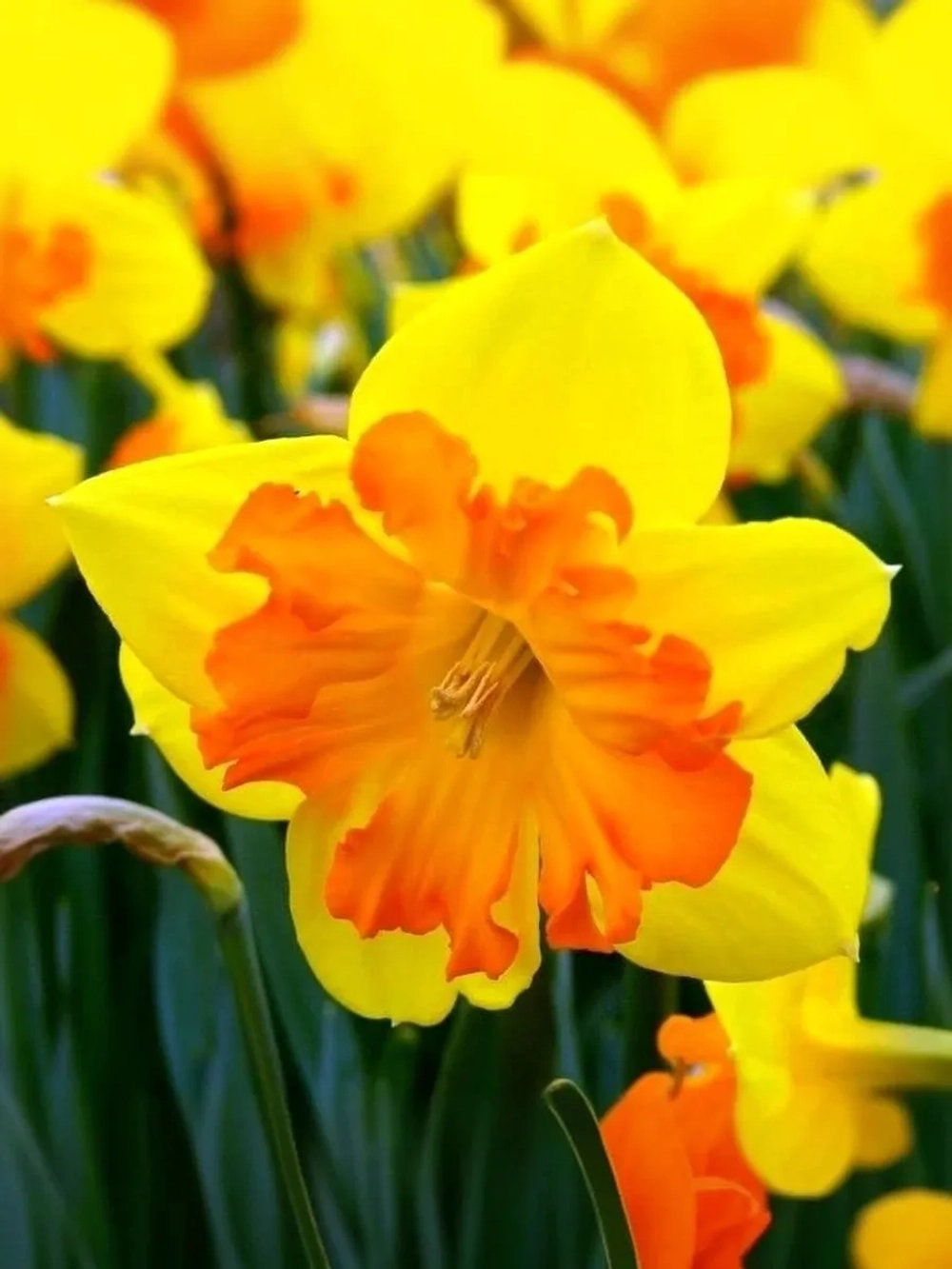 Нарцисс Разрезнокорончатый Конгресс