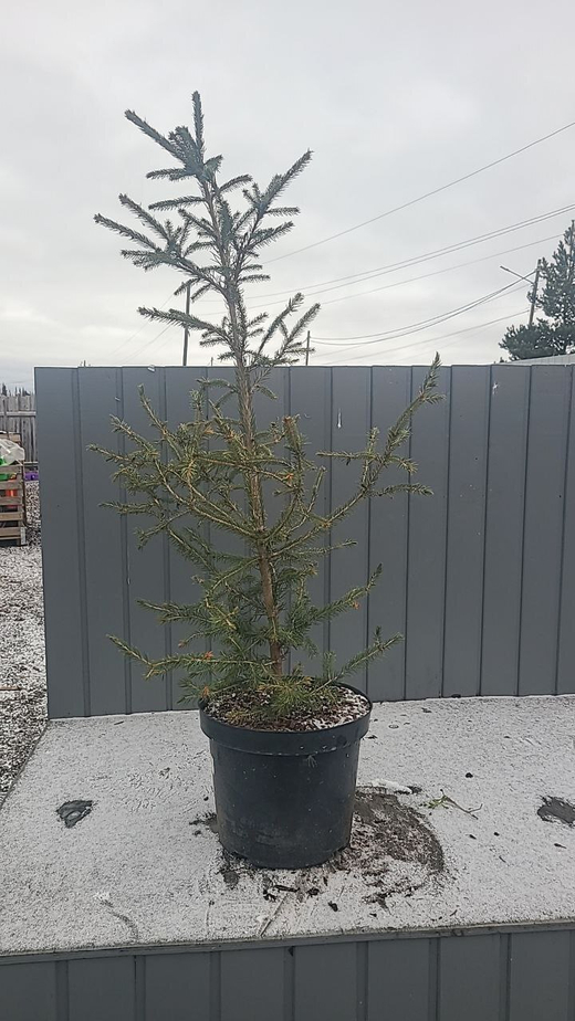 Ель Рыдал С7,5 (80-90см) Закупка М35 наличие 2026