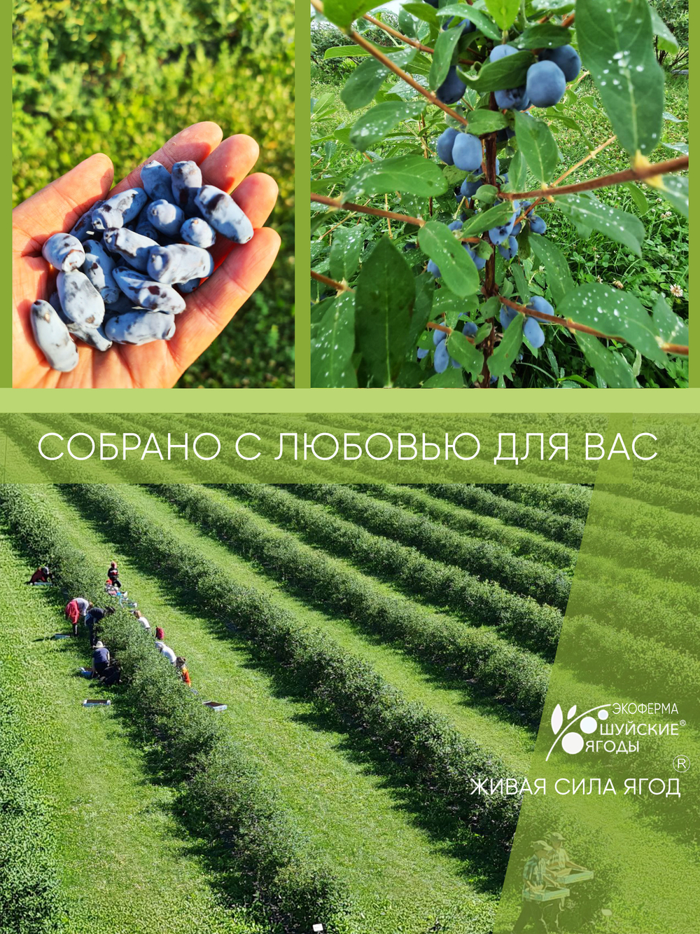 Томленые ягоды жимолости, 280 г