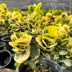 Кротон GOLDEN ROSE (V25)