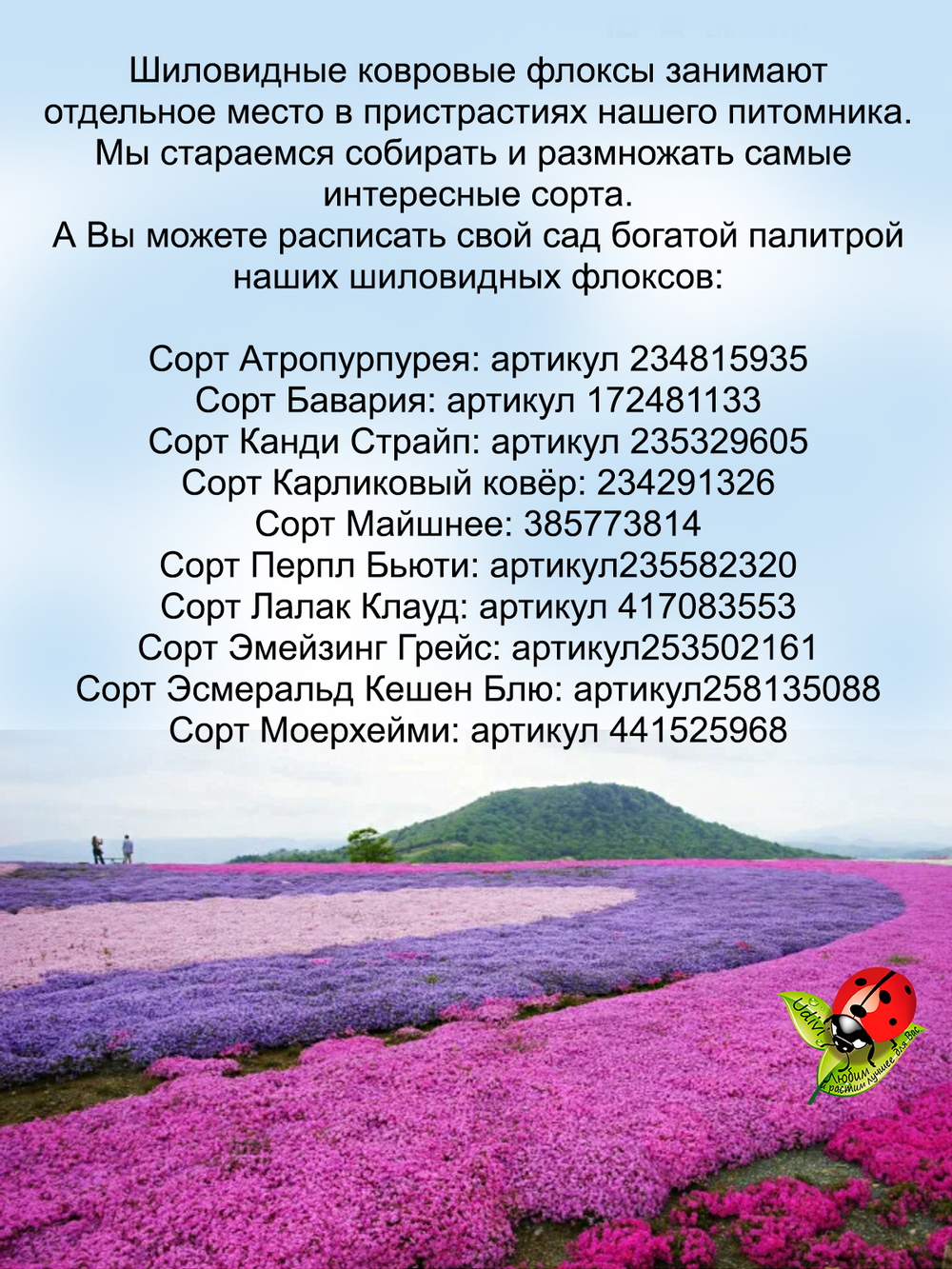 Флокс Маерхейми шиловидный