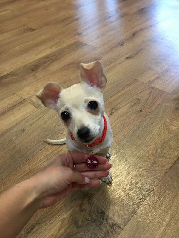 Адресник с гравировкой, для собак и кошек, большая черная косточка 38*25мм (металл)