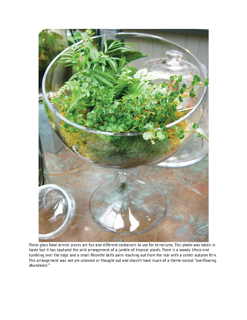 Terrariums - Gardens Under Glass