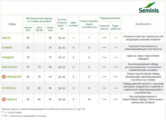 ФОРТАЛЕЗА F1 семена капусты цветной (Seminis | Alexagro) – фото 4