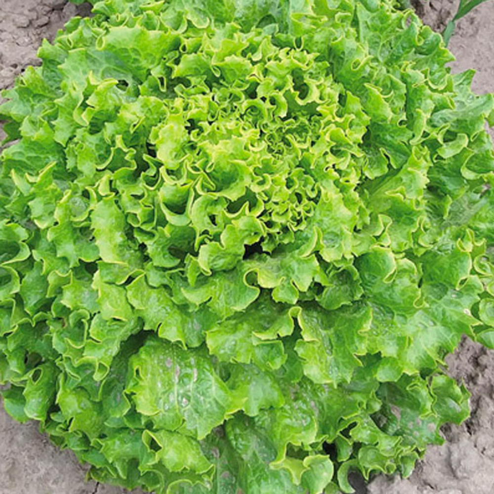 Аннисоль семена салата батавия (Syngenta / Сингента)