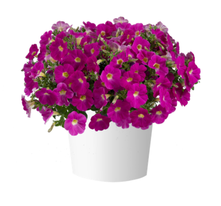 Петуния Cascadias Rose