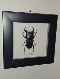 Жук Рогач Dorcus taurus в рамке
