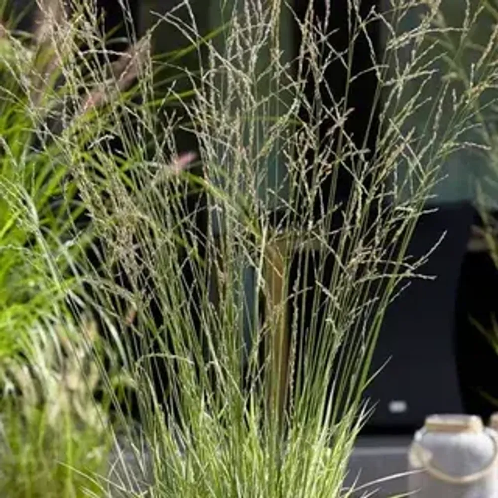 Молиния тростниковая &#39;Mostenveld&#39; С2 15-20 см Закупка М43 май- июнь 2026