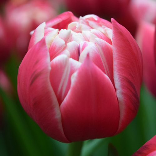 Купить Тюльпаны пионовидные двухцветные Columbus от 9шт